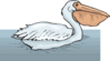 Swimming Pelican Clip Art